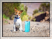 Terrier, Pies, Droga, Walizka, Jack Russell, Podróżnik