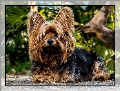 Terrier, Pies, Yorkshire