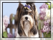 Terrier, Pies, Yorkshire