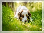 Owczarek australijski-australian shepherd, Trawa