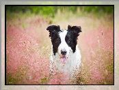 Pies, Border Collie, Trawa, Jęzor