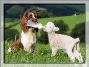 Owieczka, Pies, Springer spaniel angielski