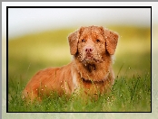 Trawa, Pies, Retriever