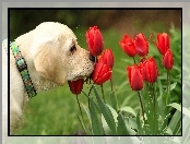 Tulipany, Pies, Czerwone