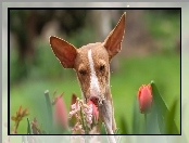 Rudy, Tulipany, Podenco z Ibizy, Pies