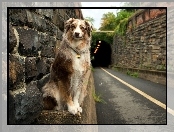 Owczarek australijski, Australian shepherd, Tunel, Droga