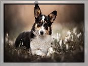 Przebiśniegi, Pies, Welsh corgi cardigan