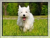 Pies, West Highland White Terrier