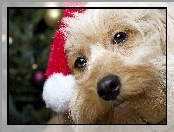 Yorkshire terrier, Pies, Mikołaj
