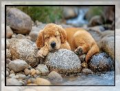 Kamienie, Pies, Woda, Szczeniak, Śpiący