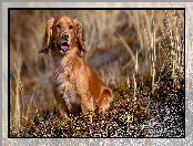 Working cocker spaniel, Pies