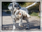 Australian shepherd, Pies, Owczarek australijski