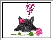 Zakochany, Pies, Serca, Róże, Buldog francuski, Kwiaty