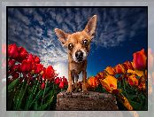 Zbliżenie, Pies, Promienie słońca, Tulipany, Chihuahua, Kwiaty