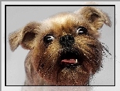 Pies, Zez Yorkshire Terrier, Zdziwiony, Pysk
