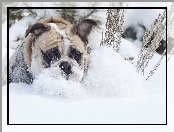 Zima, Pies, Śnieg