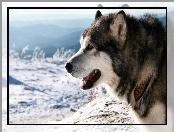 Zima, Alaskan, Malamute