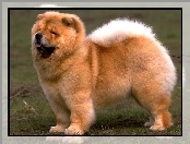 Chow chow, Pies