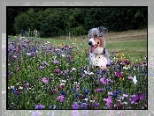 Łąka, Owczarek australijski-australian shepherd