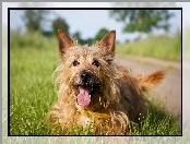 Piesek, Terrier australijski