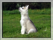 Piesek, Husky, Trawa, Łąka, Szczeniak