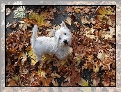 West Highland White Terrier, Biały, Piesek