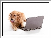 Laptop, Pies, Golden retriever