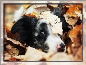 Spojrzenie, Border collie, Piesek, Liście