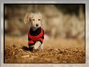 Ubranko, Labrador Retriever, Piesek, Licie