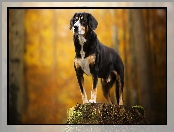 Entlebucher, Pień Entlebucher, Pies, Postawa