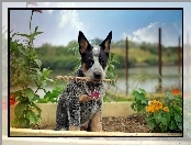 Australian cattle dog