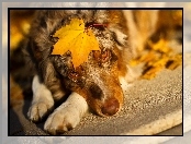 Liść, Owczarek australijski, Australian shepherd