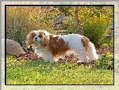 Toy Spaniel Angielski, Piesek