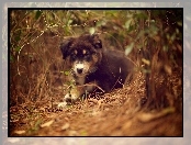 Zarośla, Owczarek australijski-australian shepherd, Piesek, Szczeniak