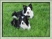 Pieski, Trawa, Dwa, Border Collie