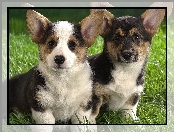 Pieski, Trawa, Dwa, Corgi