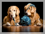 Włóczka, Okulary, Psy, Dwa, Golden retrievery