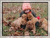 Pieski, Dog de Bordeaux, Dziecko, Szczeniaki