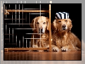 Pieski, Krata, Dwa, Golden Retriever