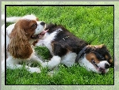 Dwa, Pieski, Trawa, Toy Spaniel Angielski