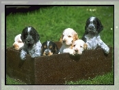 Pieski, Cocker spaniel angielski