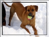 piłka, Rhodesian ridgeback, śnieg