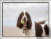 Piłka, Cocer Spaniel, Piłeczka