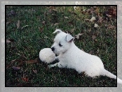 piłka, szczeniak, West Highland White Terrier