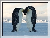 Pingwinów, Śnieg, Para, Pocałunek