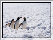 Śnieg, Antarktyda, Pingwiny białobrewe