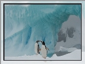 Pingwiny, Antarktyka, Dwa, Aiceberg