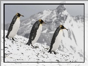 Lodowa, Pingwiny, Góra