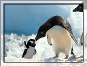 Pingwiny, Maskotka