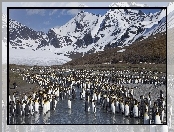 Zima, Pingwiny, Góry